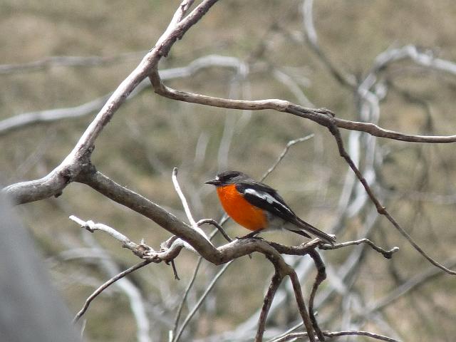(18) Flame Robin.JPG